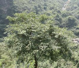 雞桑[桑屬植物]