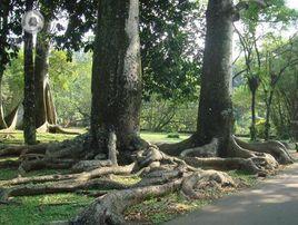 吃人植物 吃人植物