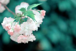 日本晚櫻[薔薇科櫻屬植物]