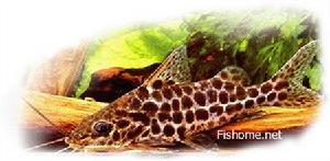 美國花貓 美國花貓