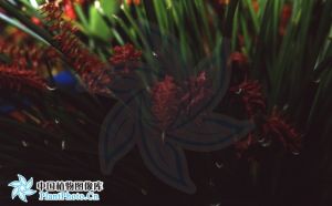 足柱蘭屬 足柱蘭屬