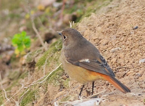 白斑灶鳥 白斑灶鳥