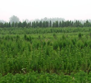 沭陽錦玉綠化苗木場 沭陽錦玉綠化苗木場