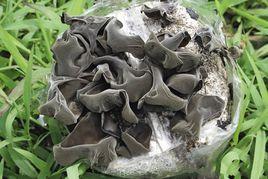 撫順單片黑木耳 撫順單片黑木耳