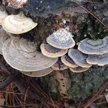 粗毛擬革蓋菌 粗毛擬革蓋菌