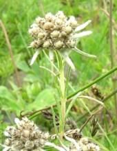 腺毛亞組 腺毛亞組