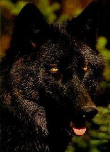 亞歷山大群島狼 亞歷山大群島狼