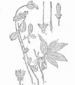 皺葉樹蘿蔔 皺葉樹蘿蔔