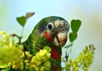 古巴亞馬遜鸚鵡開曼島亞種 古巴亞馬遜鸚鵡開曼島亞種