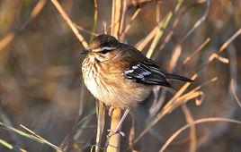 白眉藪鴝 白眉藪鴝