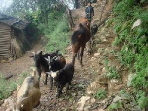 比尼嘎村畜牧養殖業