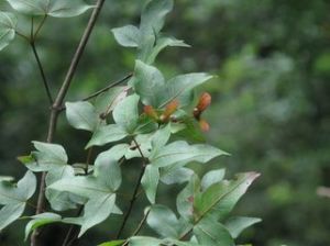 密葉槭(原變種) 密葉槭(原變種)