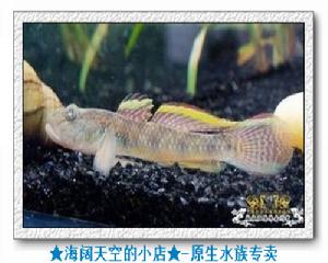 子陵蝦虎魚