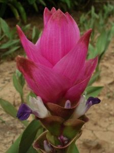 紅觀音姜荷花 紅觀音姜荷花