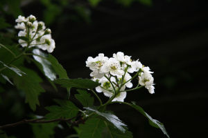 （圖）山楂花