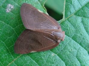 白痣廣翅蠟蟬 白痣廣翅蠟蟬