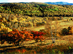 樺木溝國家森林公園