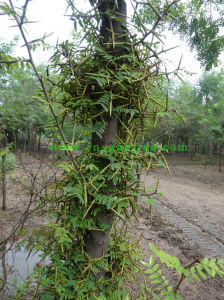 皂福皂角 皂福皂角