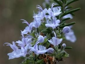 毛葉木藍 毛葉木藍