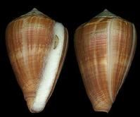 獵狗芋螺 獵狗芋螺