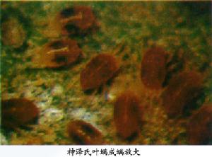 神澤氏葉蟎 神澤氏葉蟎