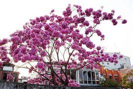 洋紅風鈴木 洋紅風鈴木