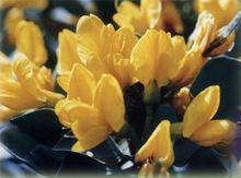 開花的矮沙冬青