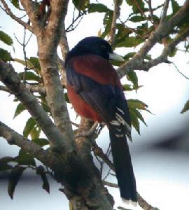 琉球松鴉 琉球松鴉