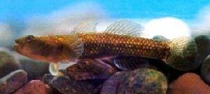 成都櫛蝦虎魚 成都櫛蝦虎魚