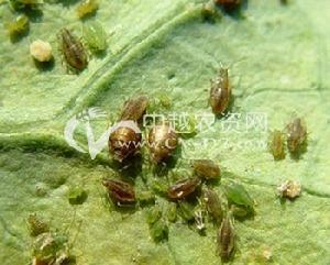 馬鈴薯蚜蟲 馬鈴薯蚜蟲