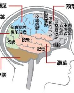 額葉癲癇 額葉癲癇
