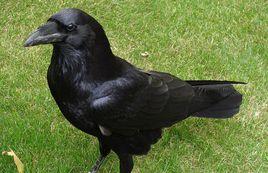 渡鴉青藏亞種 渡鴉青藏亞種