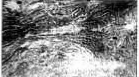 血紅擬革蓋菌 血紅擬革蓋菌