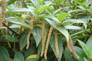 毛果蕁麻 毛果蕁麻