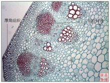 機械組織和細胞圖