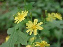 野苦蕒菜[野苦蕒菜]