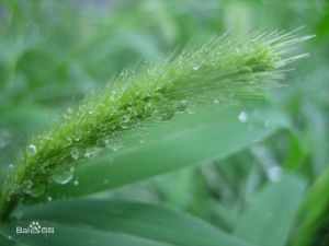 具稃貴州狗尾草 具稃貴州狗尾草