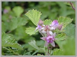 五葉紅梅消 五葉紅梅消