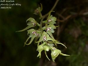 穗花捲瓣蘭 穗花捲瓣蘭