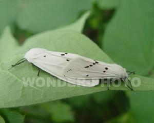 桑樹人紋污燈蛾 桑樹人紋污燈蛾