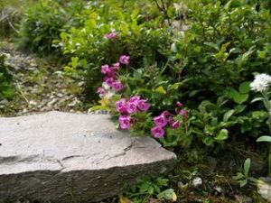 刺冠謬氏馬先蒿