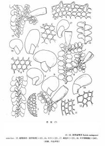 熱帶扁萼苔 熱帶扁萼苔