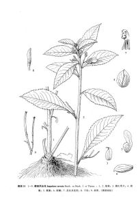 藏南鳳仙花 藏南鳳仙花