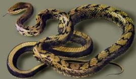 黃頷蛇 黃頷蛇