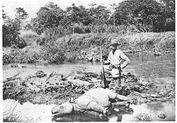 1895年歐洲獵人與一頭死去的爪哇犀