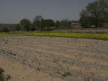 南川鄉梨嶺原風光