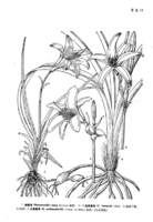 西南萱草 西南萱草