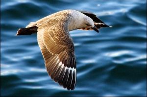 南極賊鷗 南極賊鷗