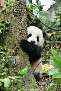 福星[大熊貓胖大海]