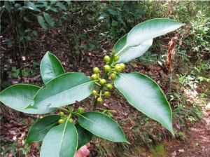 凸脈冬青 凸脈冬青